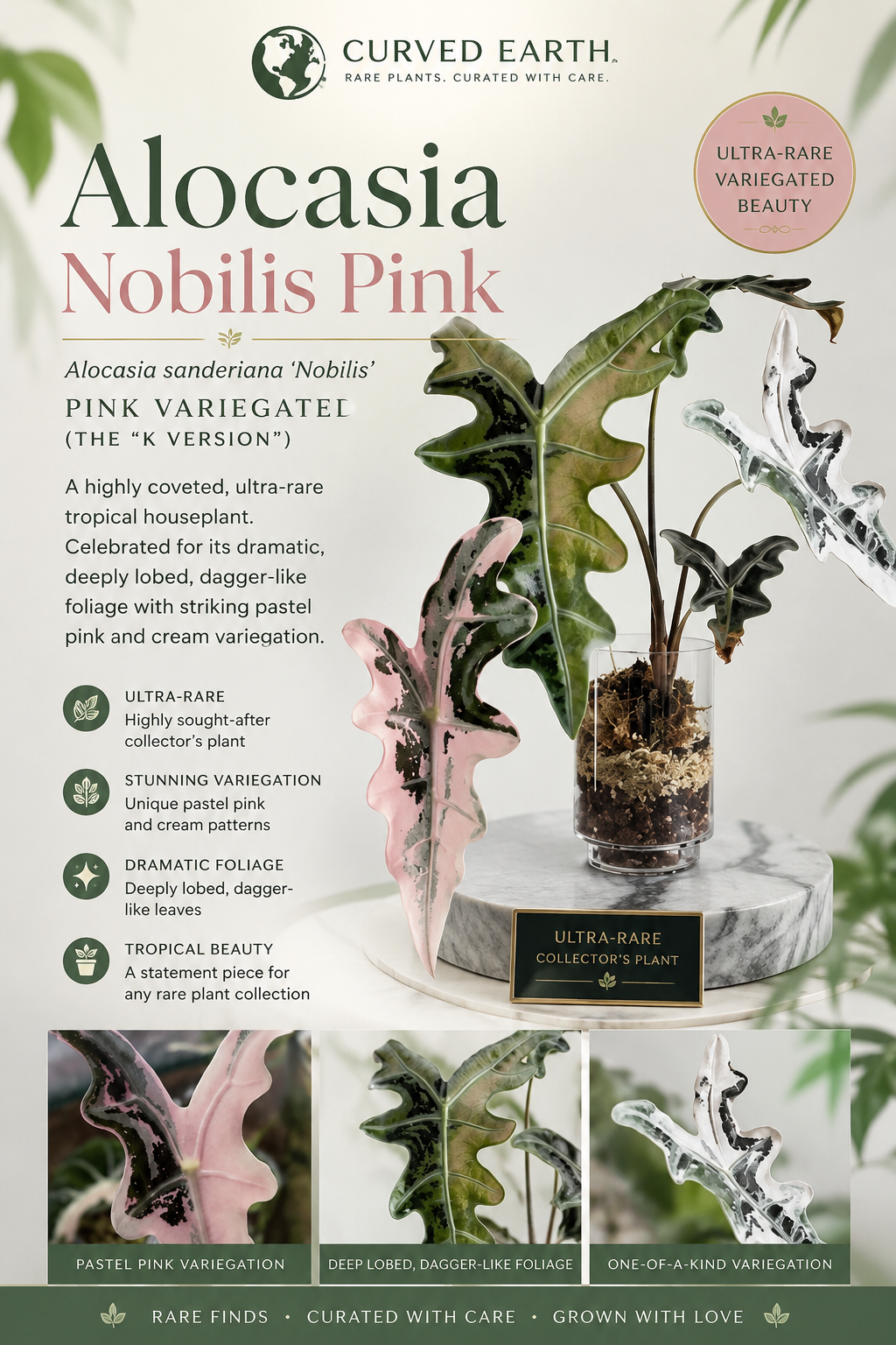 Alocasia Nobilis Pink  Tissue Culture 1 pack