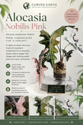 Alocasia Nobilis Pink  Tissue Culture 1 pack