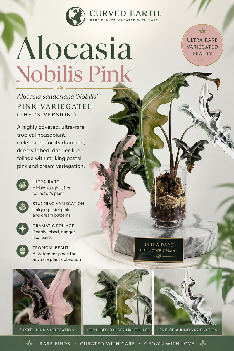 Alocasia Nobilis Pink  Tissue Culture 1 pack
